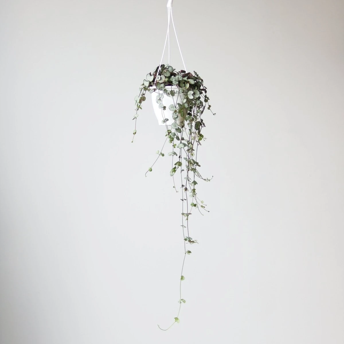 Silver Glory String Of Hearts - Ceropegia Linearis Woodii - Image 3