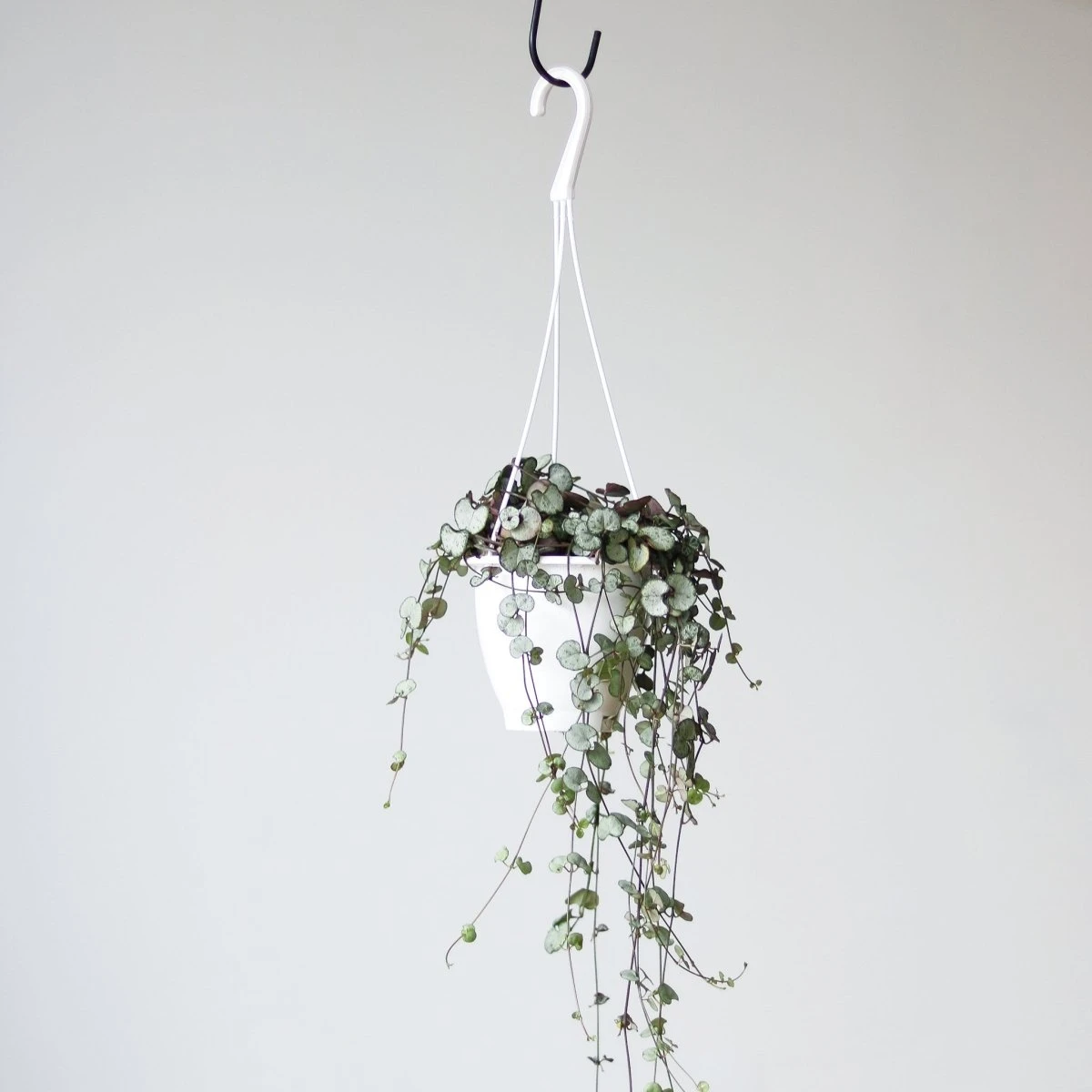 Silver Glory String Of Hearts - Ceropegia Linearis Woodii - Image 4