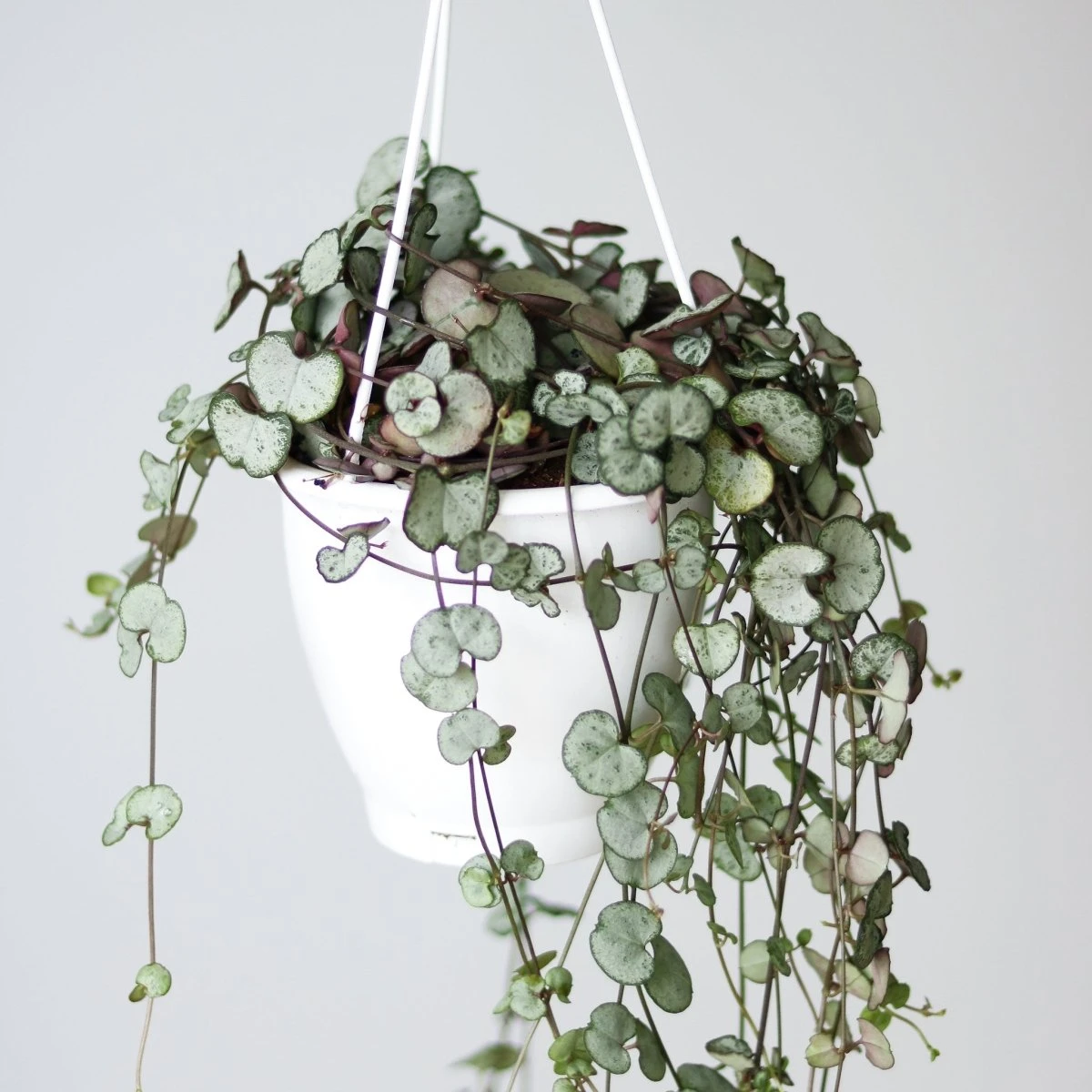 Silver Glory String Of Hearts - Ceropegia Linearis Woodii - Image 2