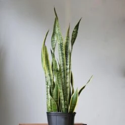 Snake Plant - Sansevieria Trifasciata ‘Laurentii’ Floor Plant