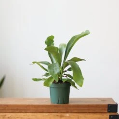 Staghorn Fern - Platycerium Bifurcatum