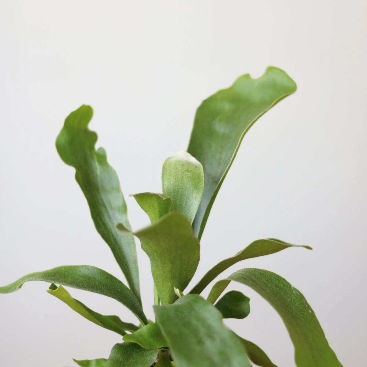 Staghorn Fern - Platycerium Bifurcatum - Image 3
