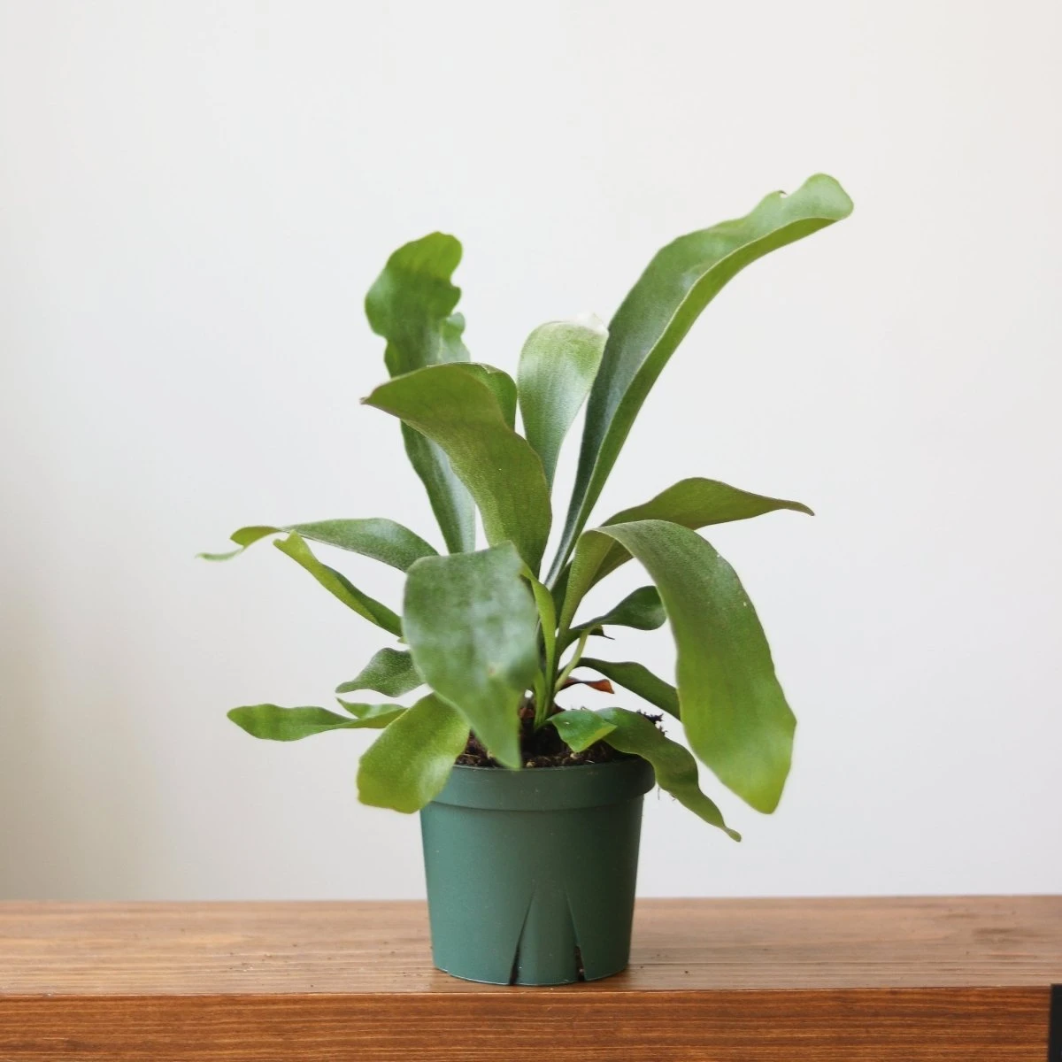 Staghorn Fern - Platycerium Bifurcatum - Image 4