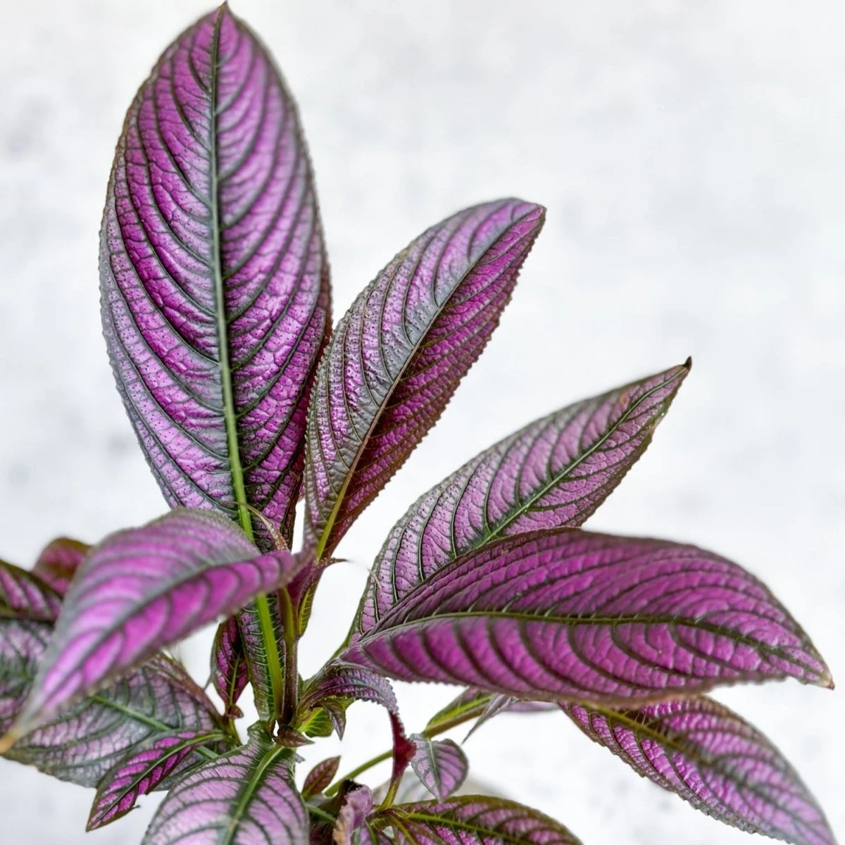 Strobilanthes Dyerianus - Persian Shield - Image 4