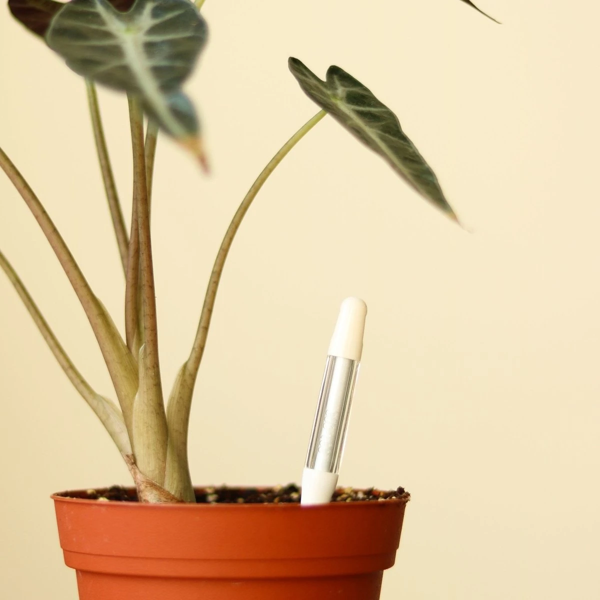 Sustee Aquameter – White | Soil Moisture Sensor For Potted Plants - Image 5