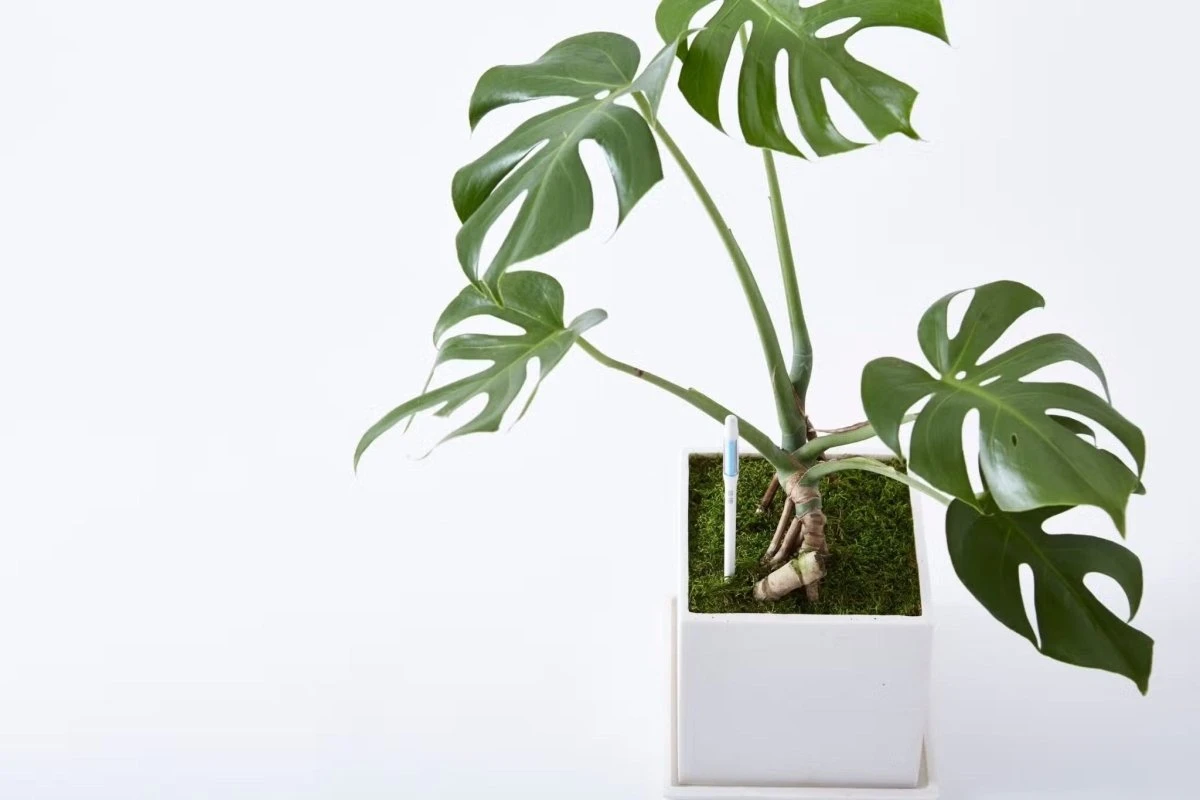 Sustee Aquameter – White | Soil Moisture Sensor For Potted Plants - Image 7