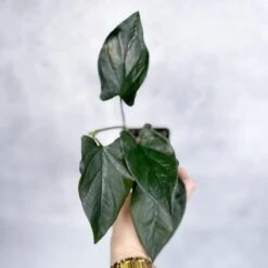 Syngonium Erythrophyllum 'Llano-Carti Road' - 4.5 Inch Hanging Basket
