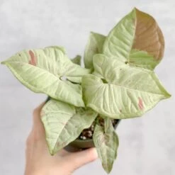 Syngonium 'Milk Confetti' - Variegated Arrowhead
