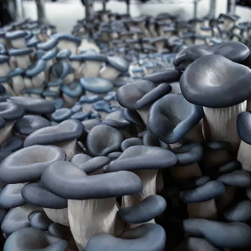 T5 HO 2.0 4FT 4 Lamp LED Mushroom Grow Light (216W Eqv.) – Blue Sun Spectrum - Image 8