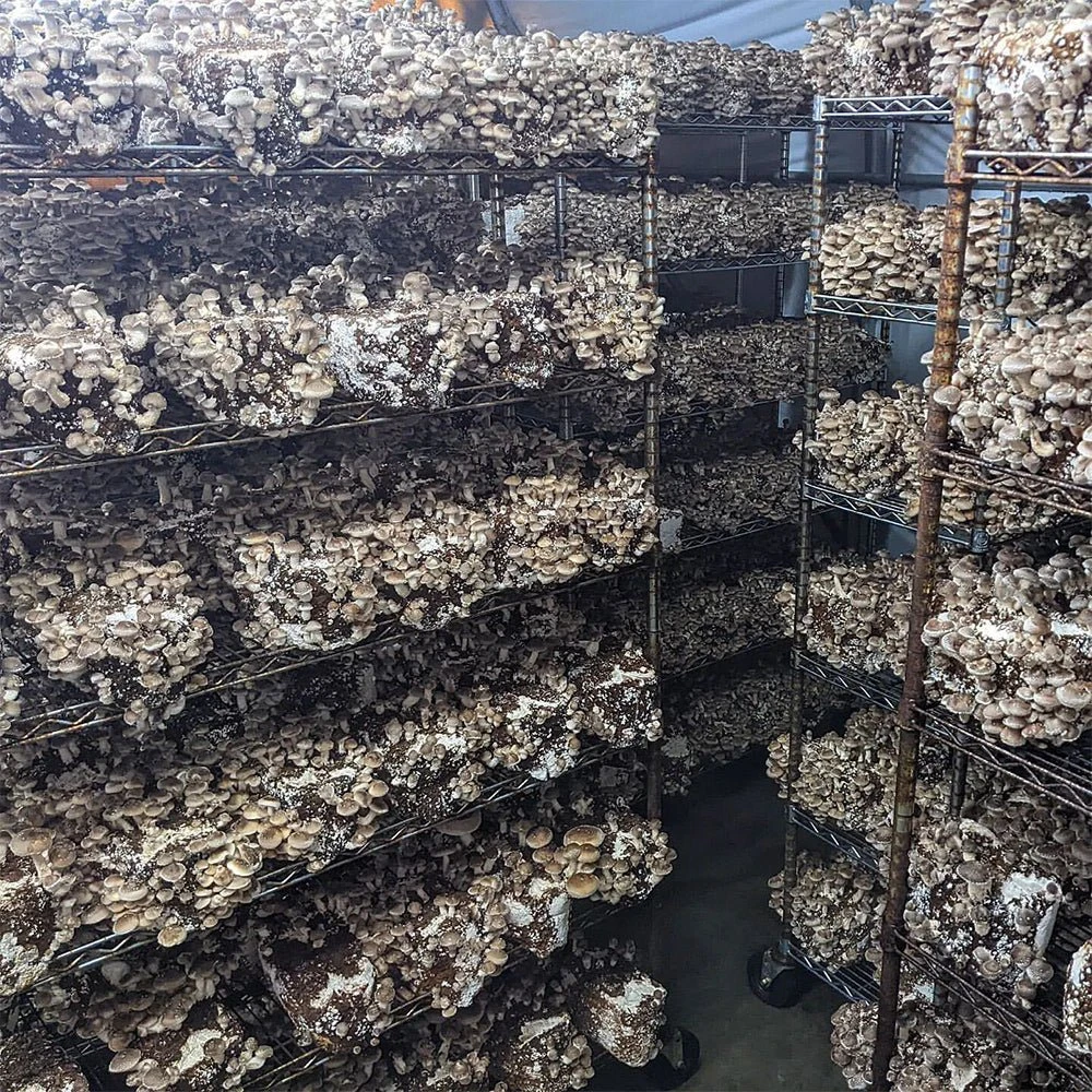 T5 HO 2.0 4FT 4 Lamp LED Mushroom Grow Light (216W Eqv.) – Blue Sun Spectrum - Image 9