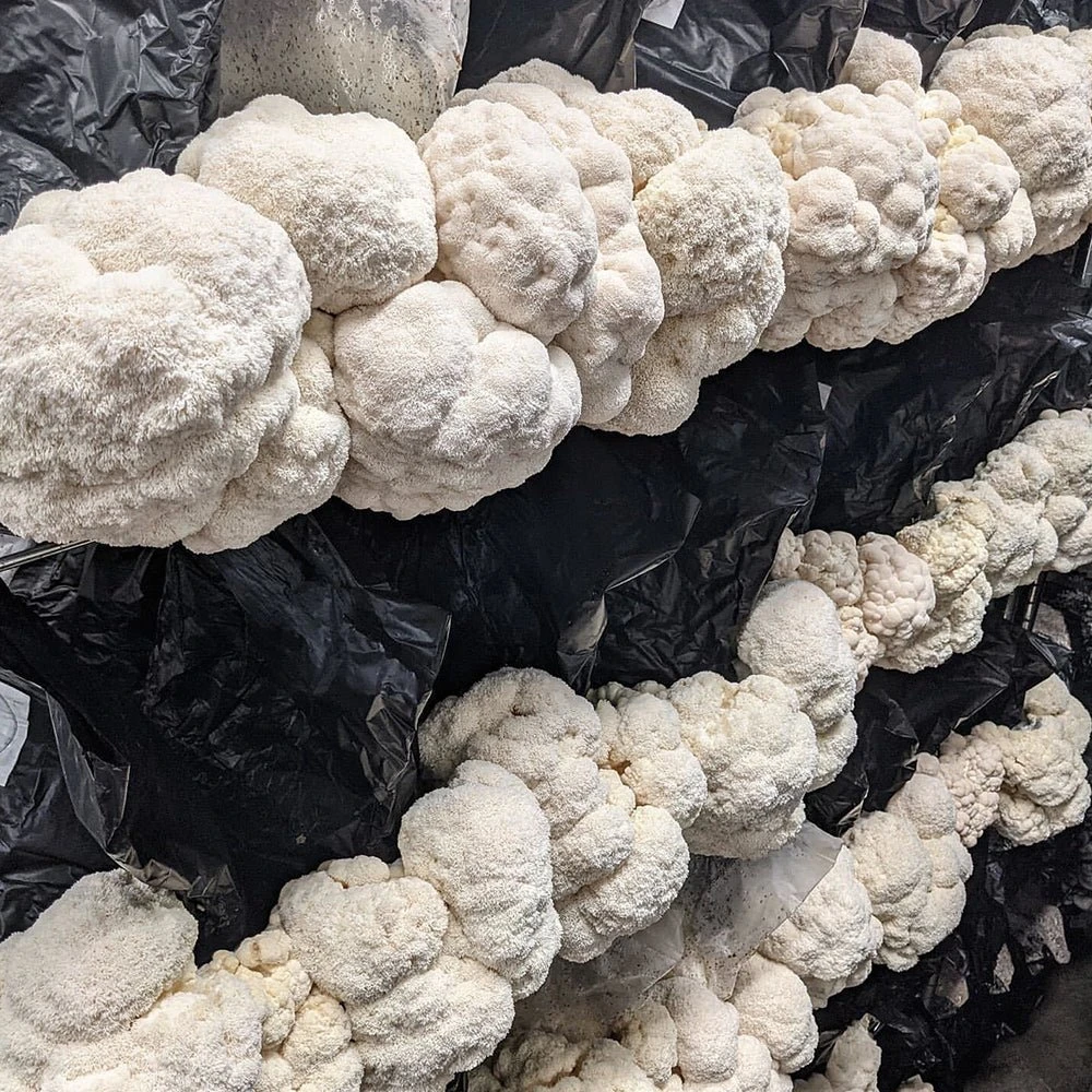 T5 HO 2.0 4FT 4 Lamp LED Mushroom Grow Light (216W Eqv.) – Blue Sun Spectrum - Image 7