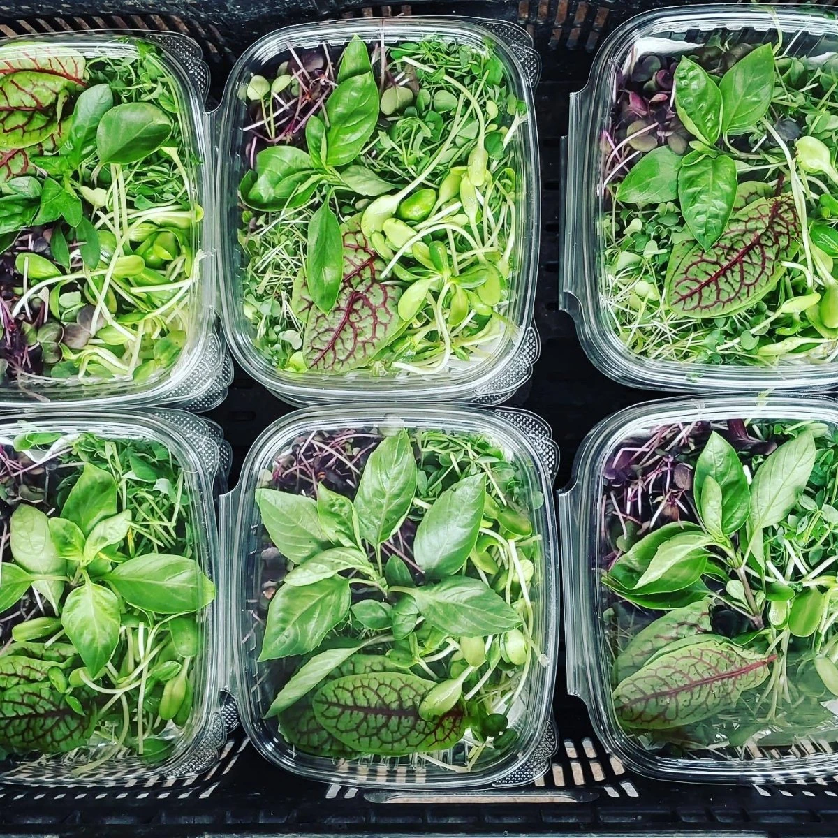 T5 HO Ballast Bypass 4FT LED Grow Lamp (54W Eqv.) – Sun White Pro Spectrum - Image 7