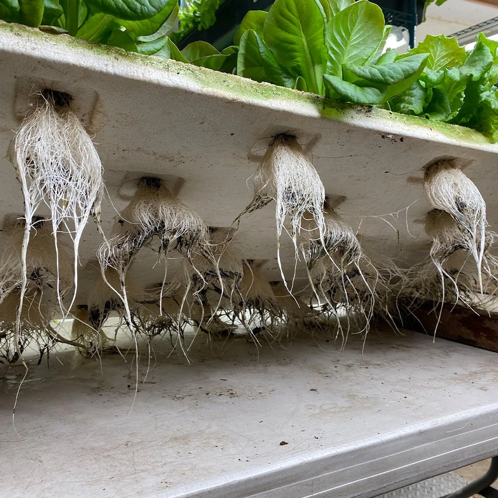 T5 HO Ballast Bypass 4FT LED Grow Lamp (54W Eqv.) – Sun White Pro Spectrum - Image 8