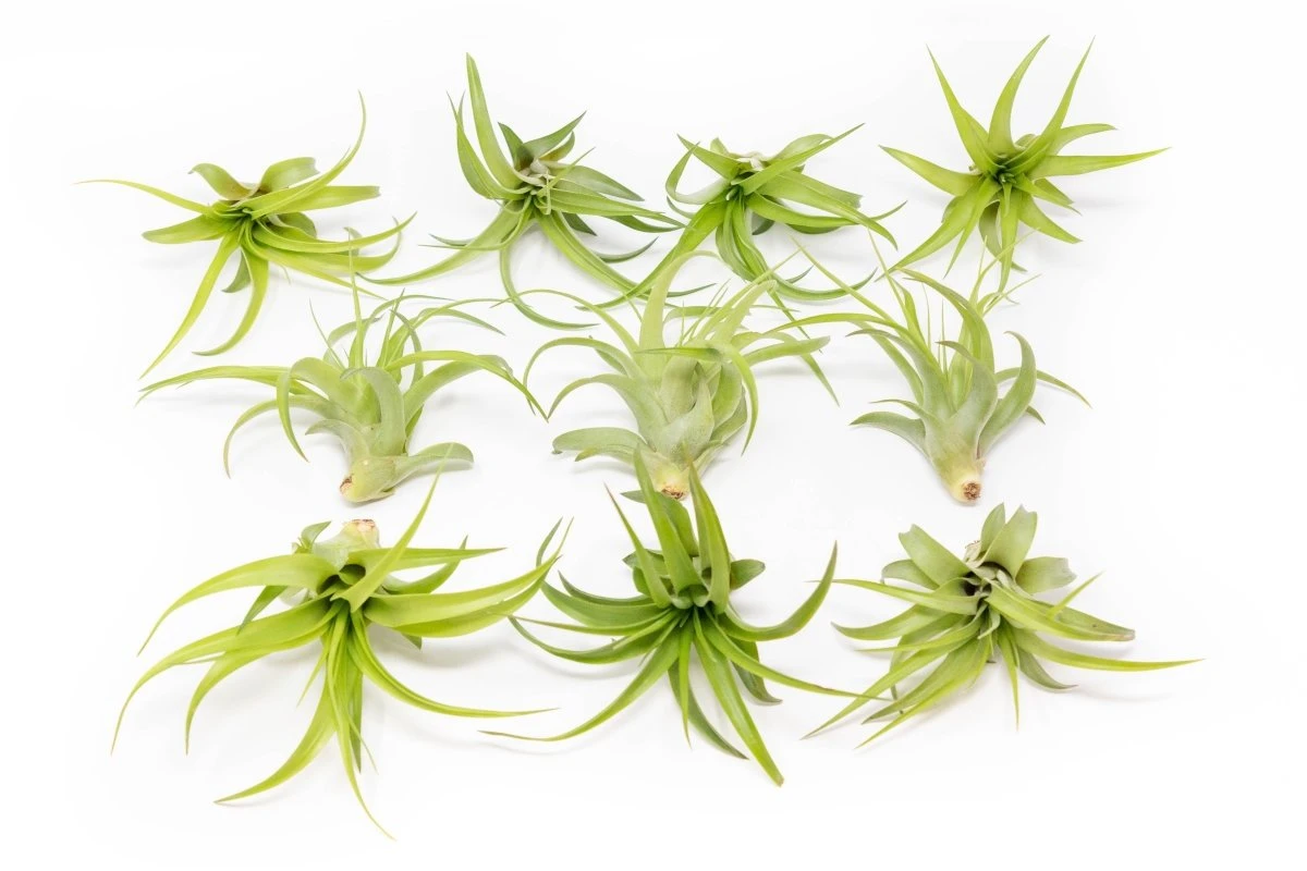 Tillandsia Abdita Brachycaulos Air Plants -Set Of 10, 20 Or 30 - Image 2