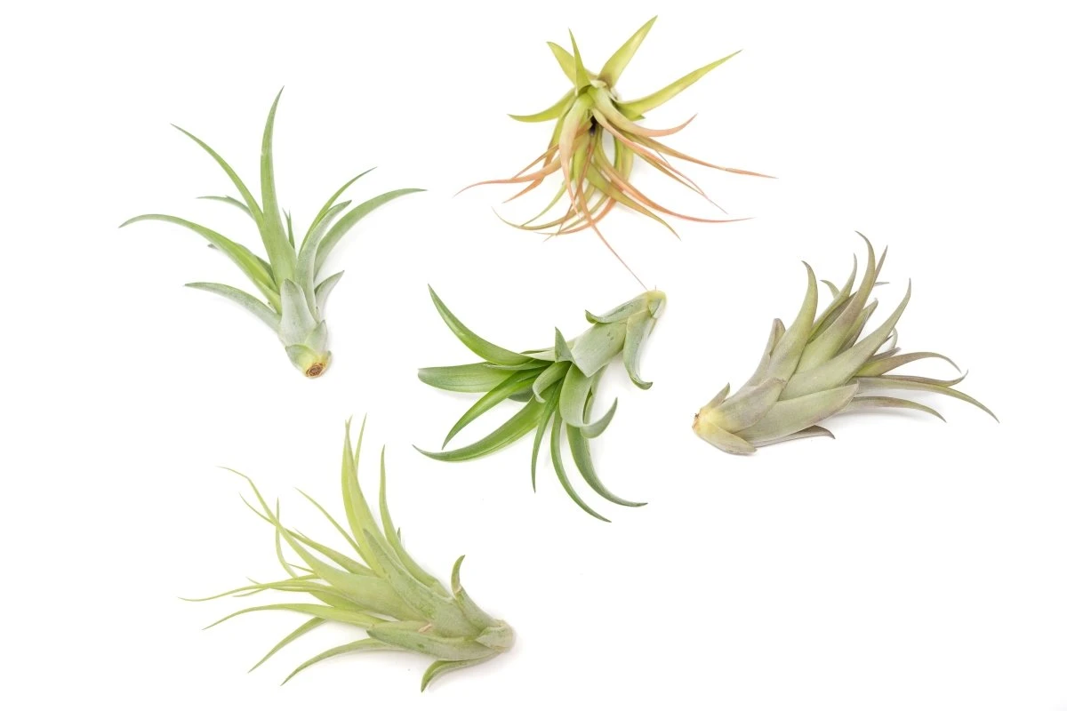 Tillandsia Abdita Brachycaulos Air Plants -Set Of 10, 20 Or 30