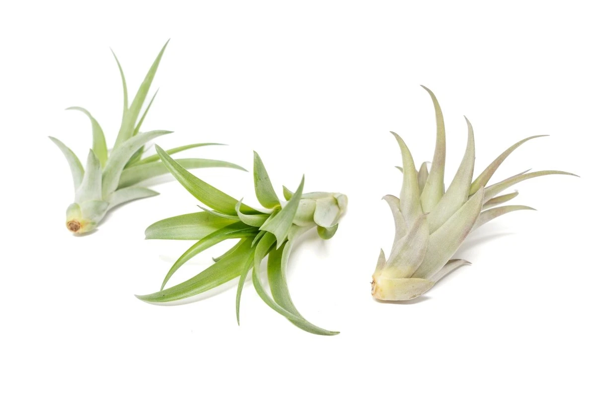 Tillandsia Abdita Brachycaulos Air Plants -Set Of 10, 20 Or 30 - Image 5