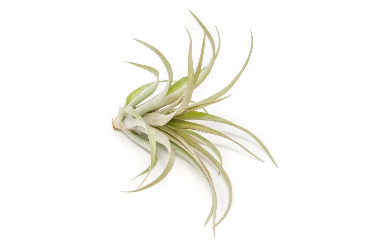 Tillandsia 'Capitata Red' Air Plants - Image 3