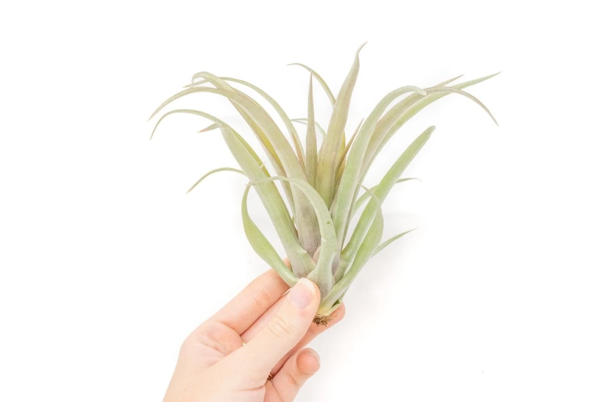 Tillandsia 'Capitata Red' Air Plants - Image 2