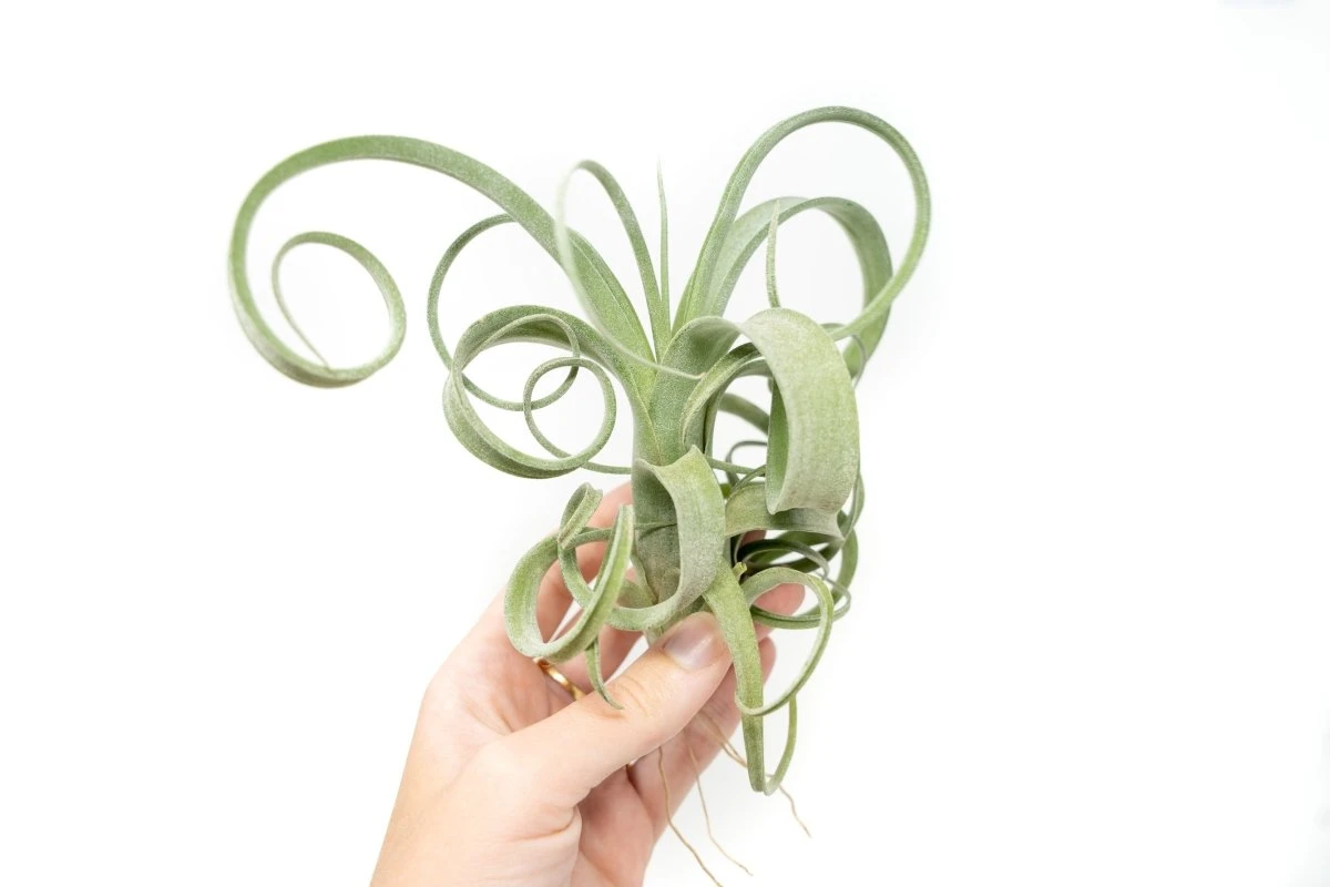 Tillandsia Curly Slim (T. Intermedia X T. Streptophylla) Air Plant - Image 2