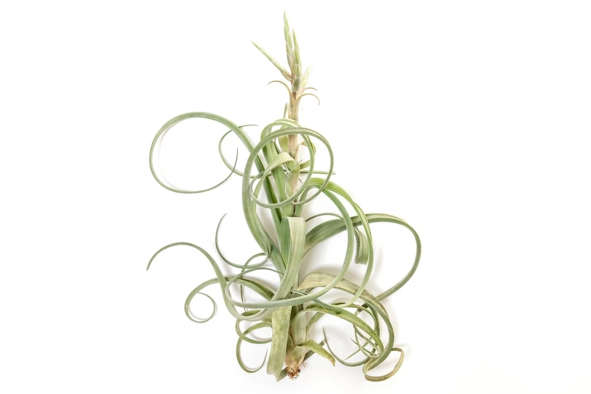 Tillandsia Curly Slim (T. Intermedia X T. Streptophylla) Air Plant - Image 3