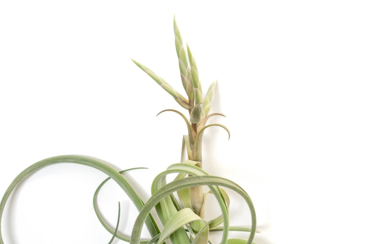 Tillandsia Curly Slim (T. Intermedia X T. Streptophylla) Air Plant - Image 4