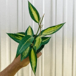 Variegated Hoya Macrophylla 'Pot Of Gold'