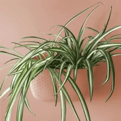 WallyGrow Eco Wall Planter – Rose Vertical Garden Planter