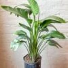 White Bird Of Paradise Floor Plant - NYC Local Pickup & Delivery Only