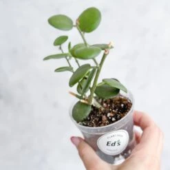 Xerosicyos Danguyi - Silver Dollar Vine